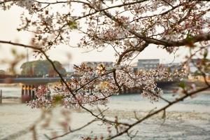 宇治川：桜1