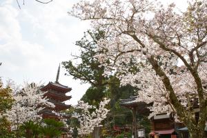 海住山寺：桜1