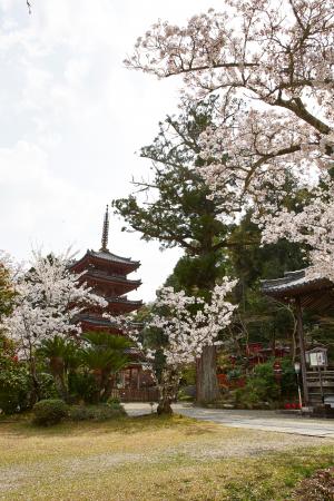 海住山寺：桜2