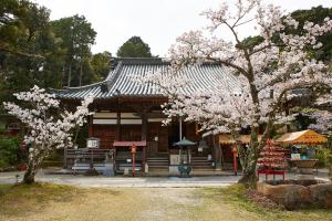 海住山寺：桜3