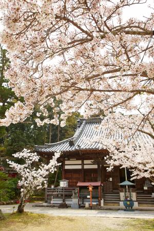 海住山寺：桜4