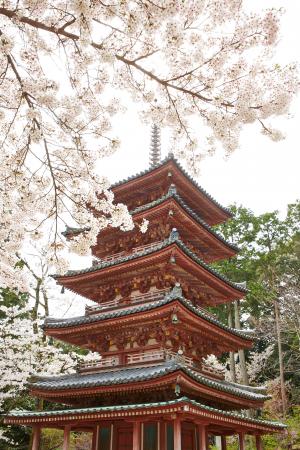 海住山寺：桜5