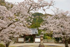 海住山寺：桜6