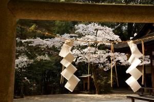 鴻ノ巣山散策道（水度神社）：桜2　