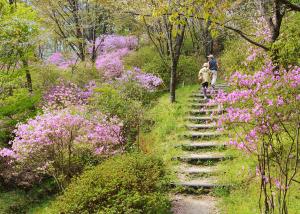 鴻ノ巣山散策道（桜とツツジ）