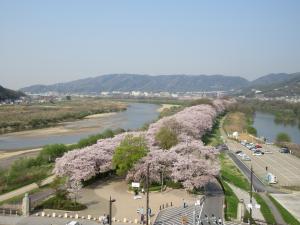 さくらであい館展望塔からの桜並木