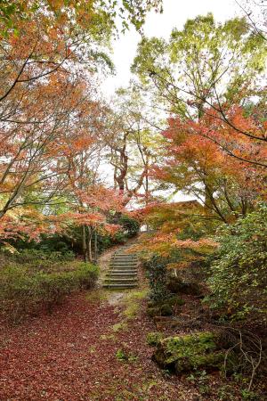 鴻ノ巣山散策道：紅葉3