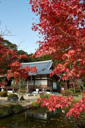 大御堂観音寺：紅葉3
