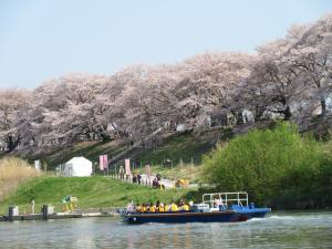 淀川河川公園さくらクルーズ