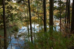 大正池グリーンパーク：紅葉6