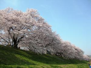 背割堤桜（側面）