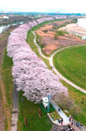 背割堤桜（空撮）