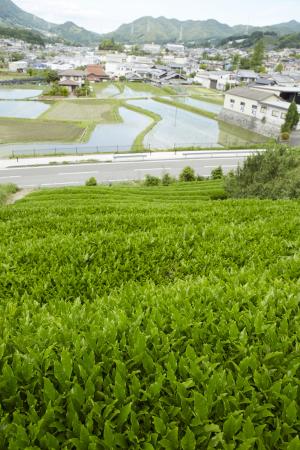 和束茶畑2