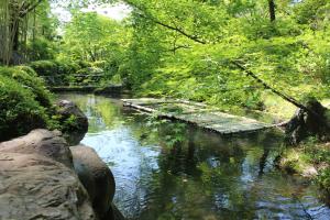 松花堂庭園：青もみじ2