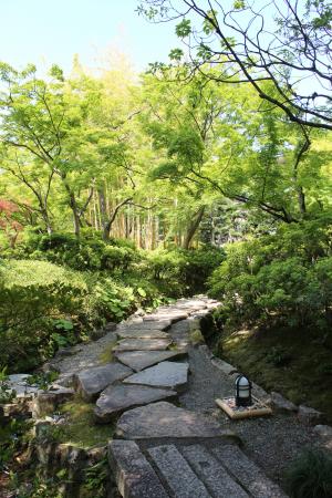 松花堂庭園：青もみじ3