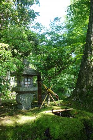 松花堂庭園：青もみじ4