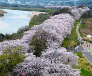 背割堤桜（さくらであい館展望塔から）