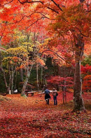 もみじ公園1