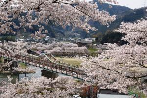 木津川河川敷の桜1