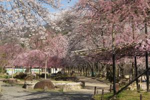 木津川河川敷の桜2