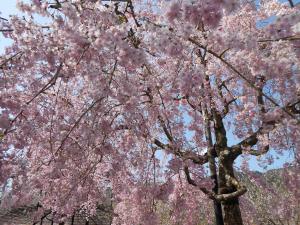 木津川河川敷の桜3