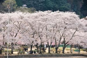 木津川河川敷の桜4