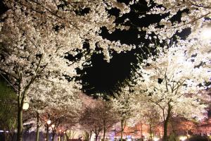 木津川河川敷の桜5