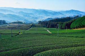 原山の茶畑２