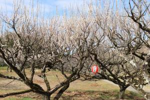 青谷梅林梅まつり３