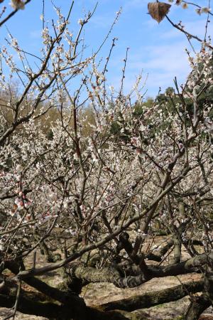 青谷梅林梅まつり２