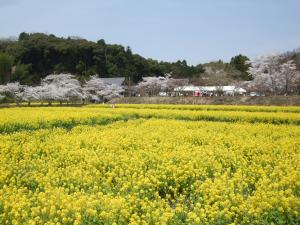 普賢寺菜の花畑