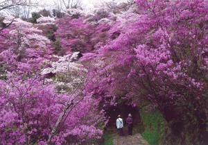 全山繚乱（桜とミツバツツジの競演）：神童寺