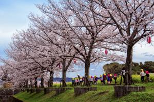 園児の花見：ふれあい広場