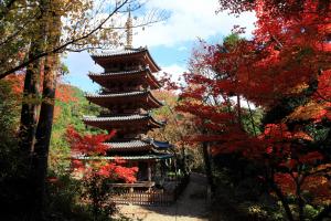 紅葉の海住山寺五重塔（国宝）