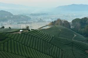 朝もやの茶畑：加茂町瓶原地域