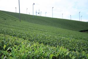 田山　ツルギの茶畑