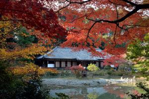 紅葉の浄瑠璃寺本堂（国宝）