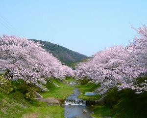 玉川の桜