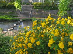 玉川堤の山吹