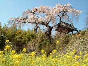 地蔵禅院