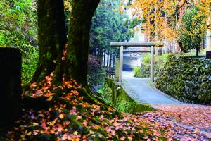 紅葉（茶宗明神社）