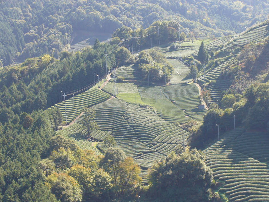撰原の茶畑