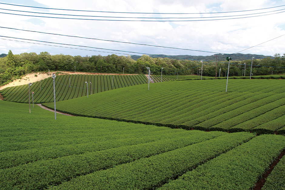 田山の茶畑